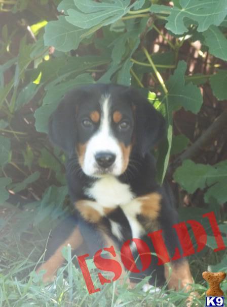 Greater Swiss Mountain Dog... Puppies
